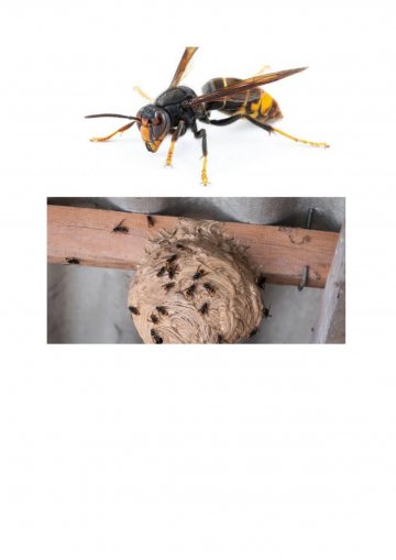 Frelon asiatique : vigilance citoyenne à Saint-Amé