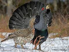 SAUVONS LE GRAND TETRA