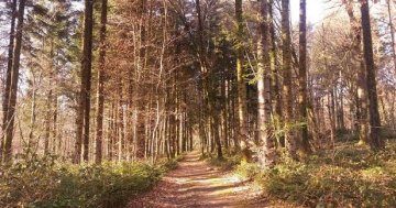ARRETE DU MAIRE - Restriction d'accès en forêt