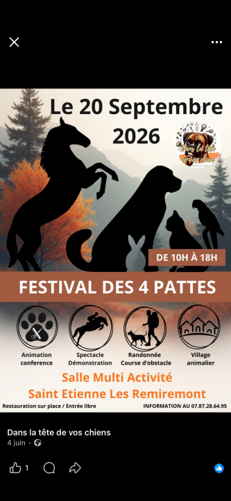 FESTIVAL DES 4 PATTES